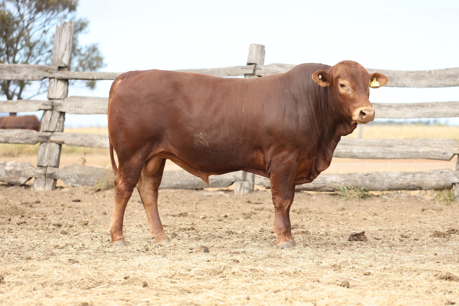 Lot 31 RJS220191