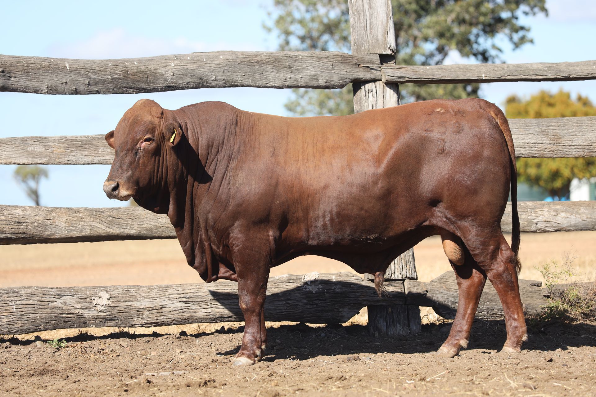 Lot 5 RJS220159