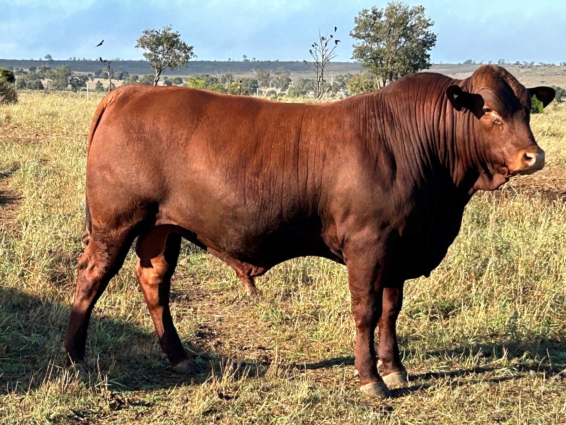Belmont red bull sale
