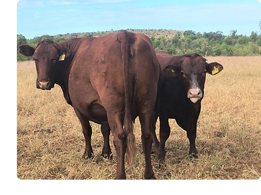two-cows