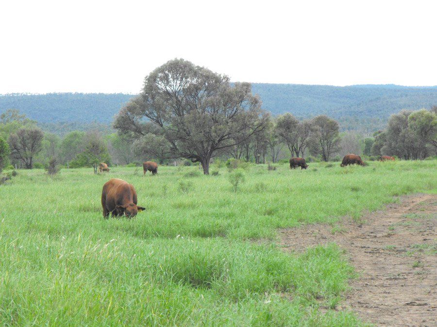 cows eating grass