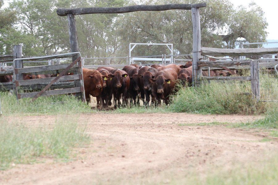 cows with yellow tags