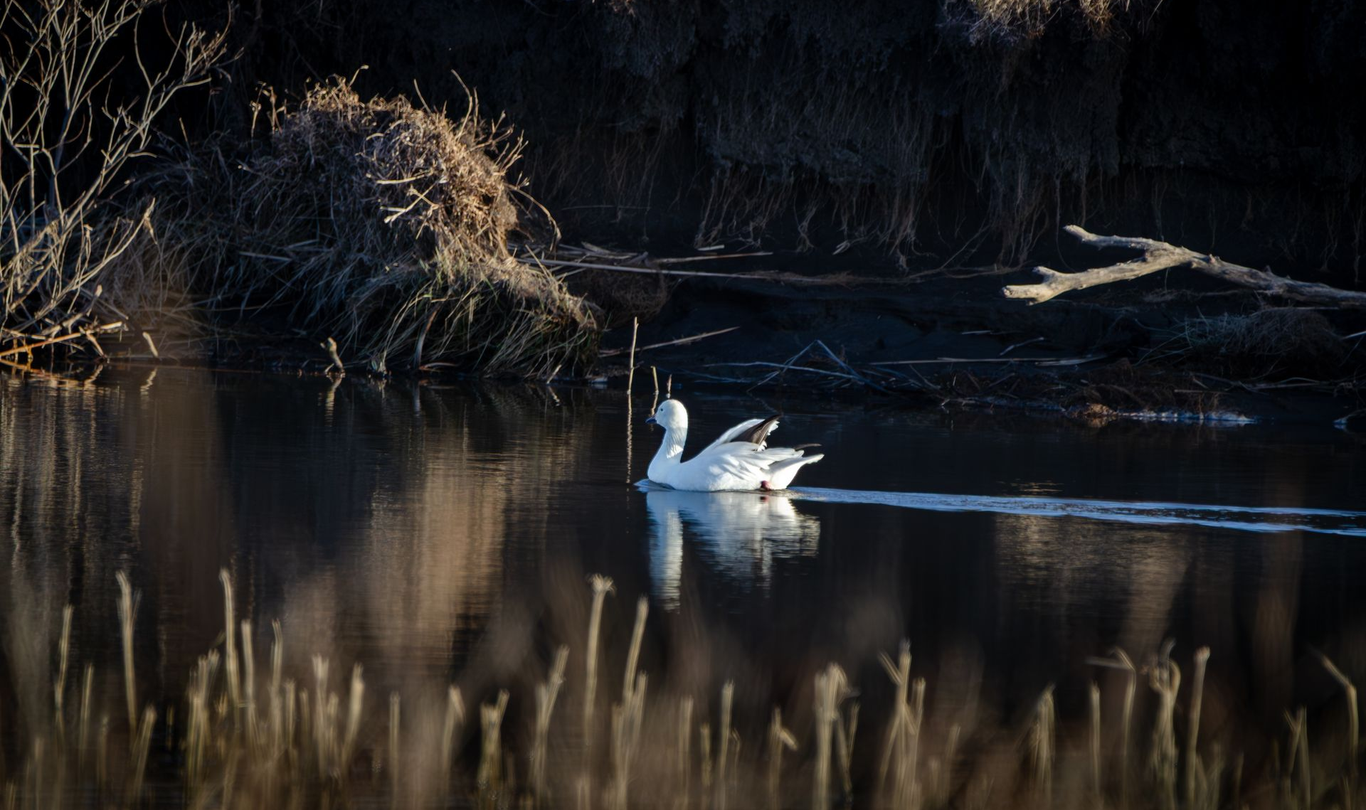 A woman in a black dress is holding a white flower in her hands.
