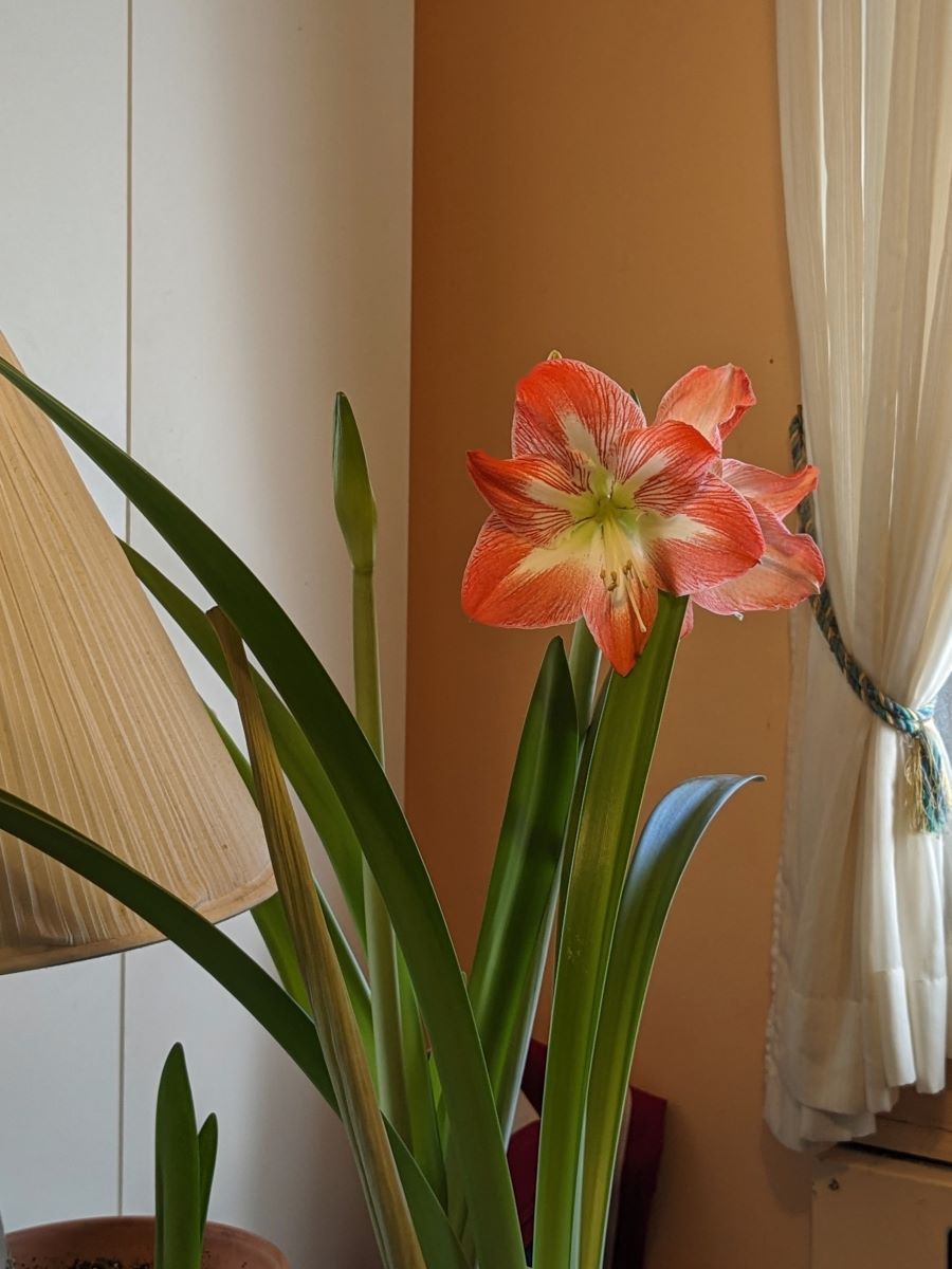 Amaryllis - A six petaled flower with long stamens with white in the centers. and long thin leaves. 