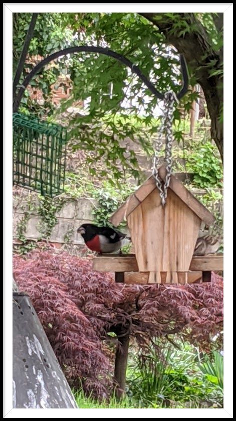 A Rose-breasted Grossbeak briefly visited my bird feeder. Very handsome in his black coat and red and white vest