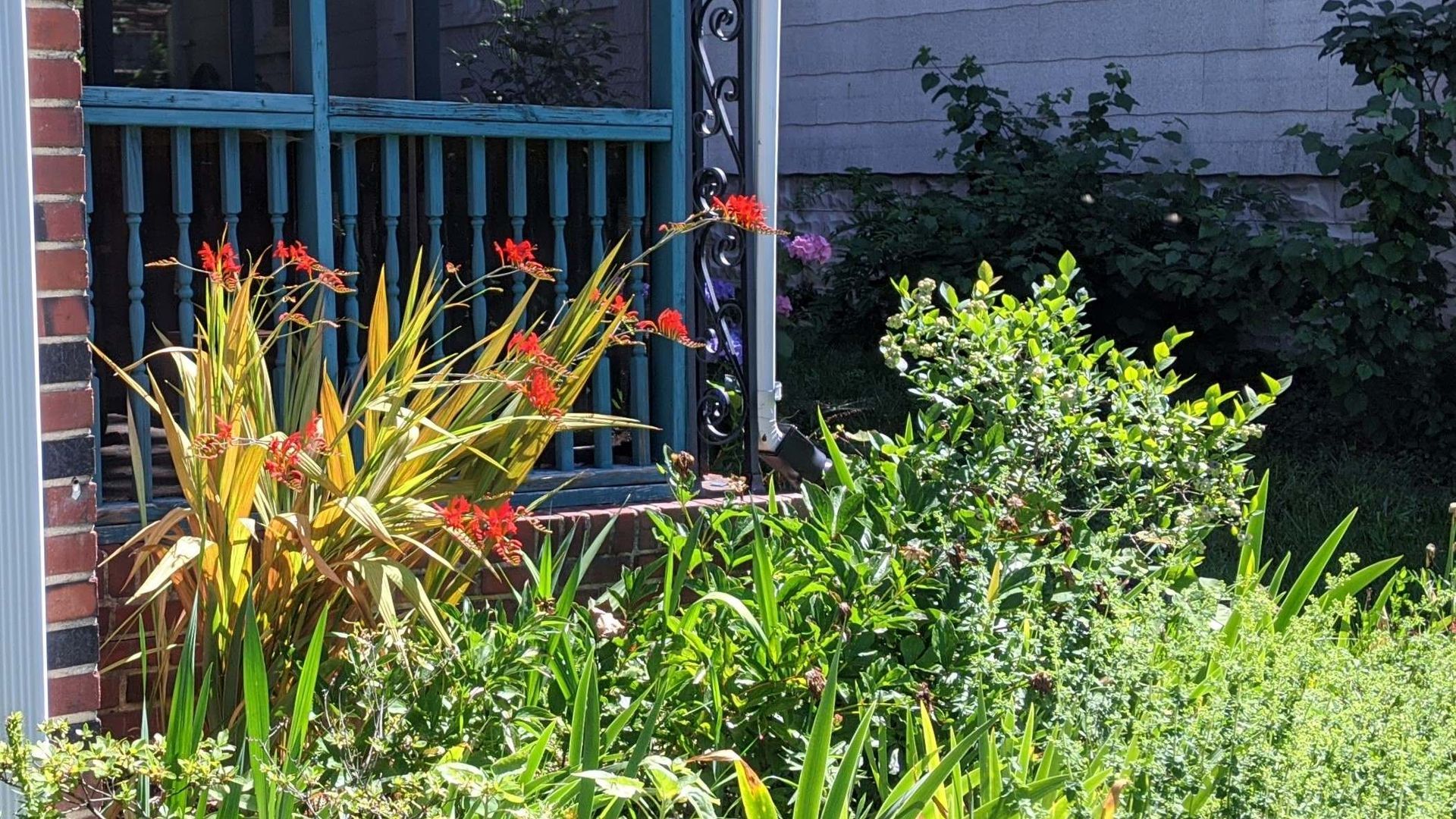 Small garden beside the turquoise railing of a screened porch with tall orange flowers called Lucifer's crocosmia.
