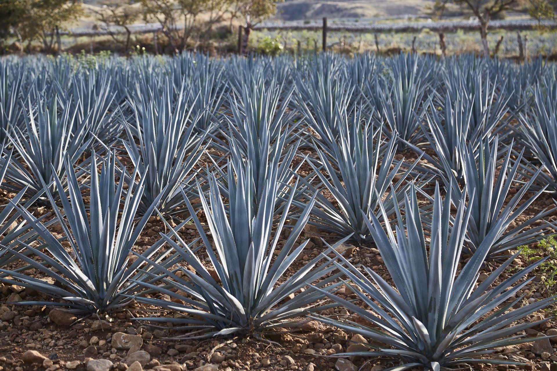 Rows of blue agave plants growing in a field, ready for harvest.