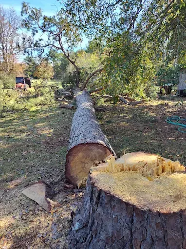 Fallen tree trunk on the ground, cut near its base.  Green field, trees, and tractor in the background.