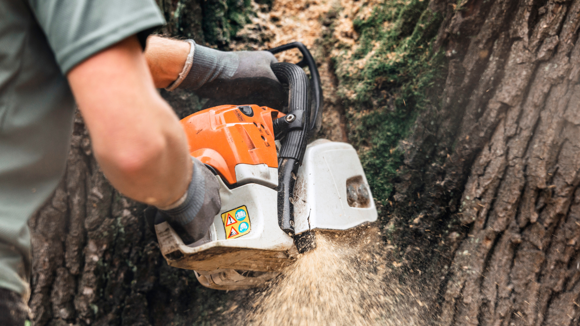 A man is cutting a tree with a chainsaw.