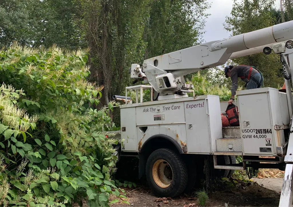 A man is standing in the back of a utility truck cutting a tree.