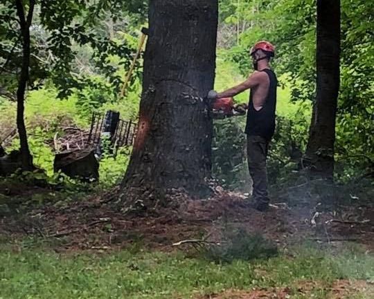 A man is cutting a tree with a chainsaw in the woods.