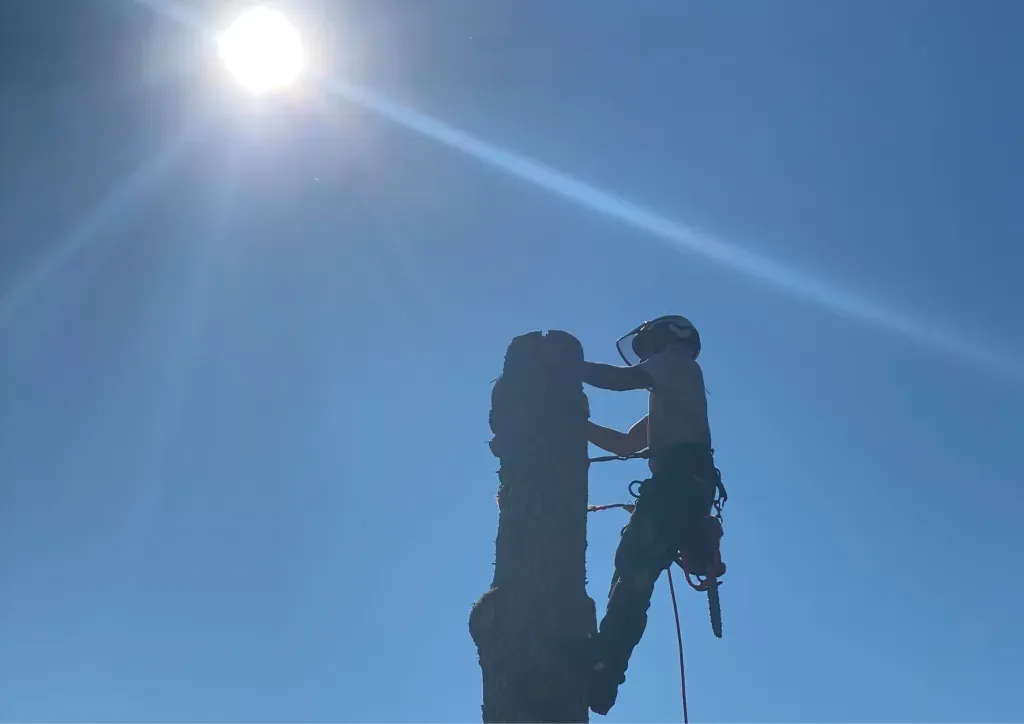 A man is climbing a tree on a sunny day.