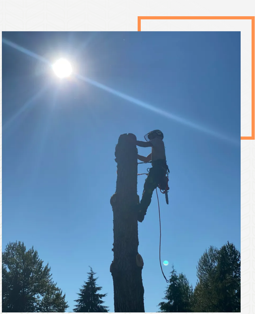 A man is climbing up the side of a tree.