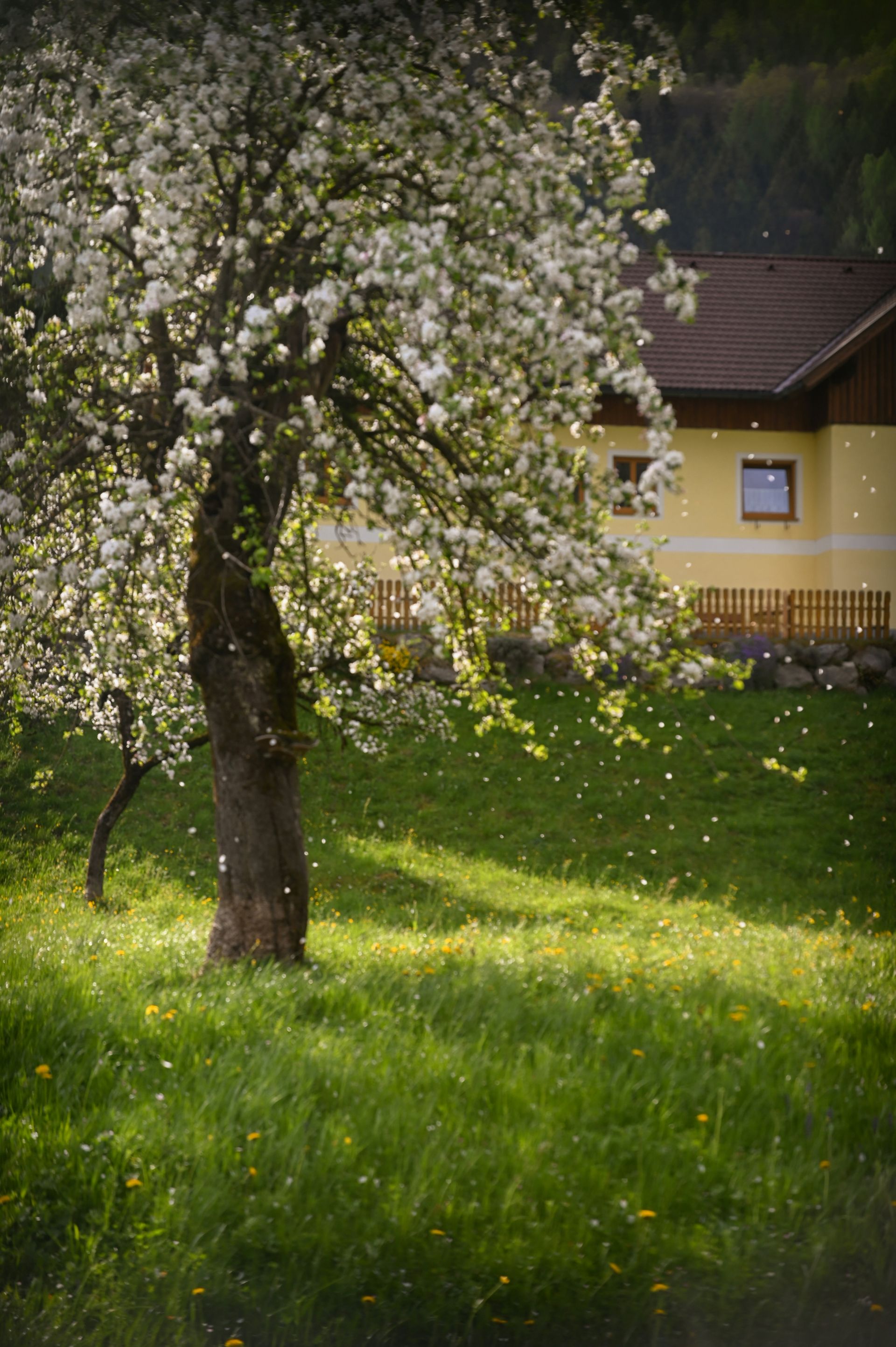 A tree with white flowers is in the grass in front of a house.