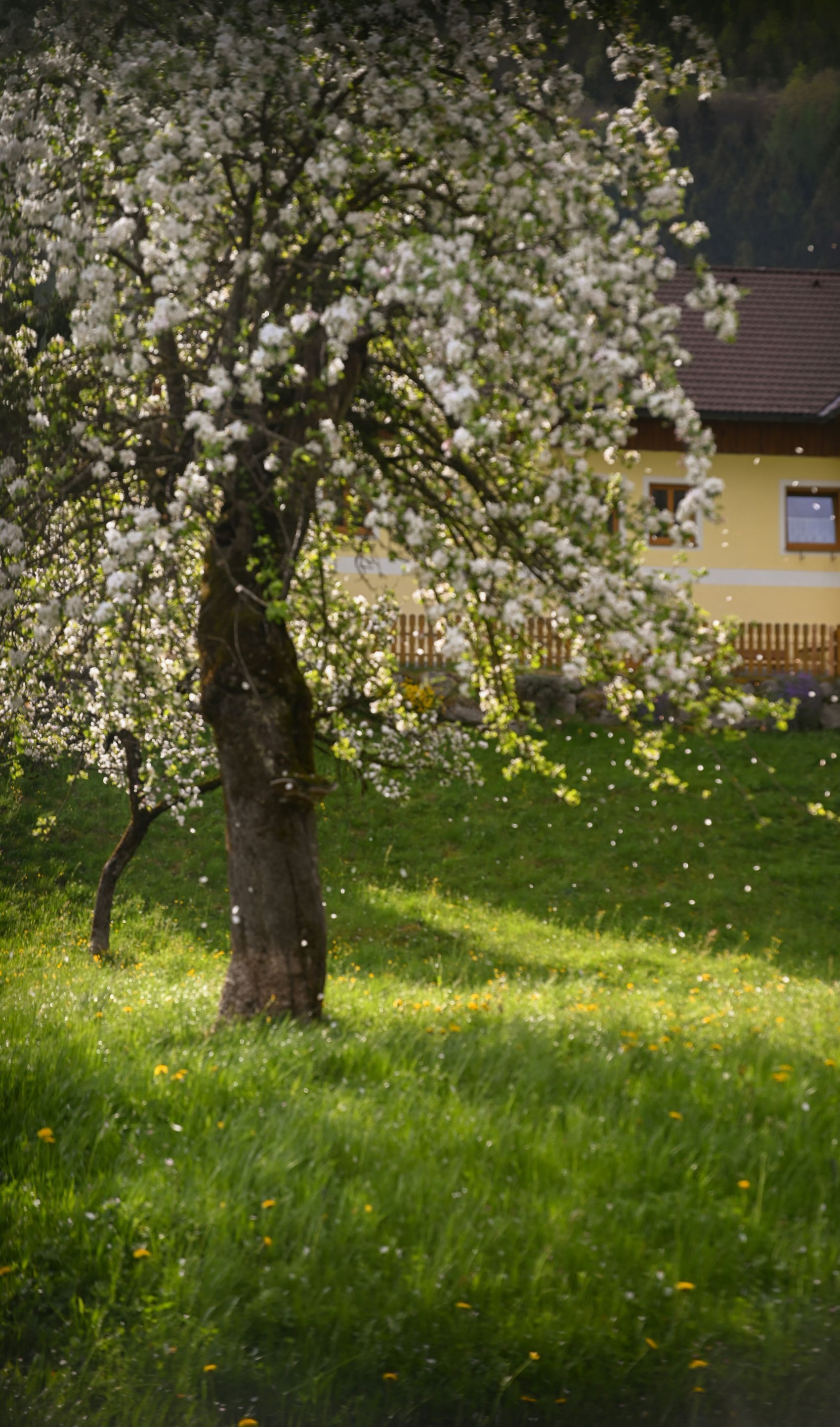 A tree with white flowers is in a grassy field in front of a house.