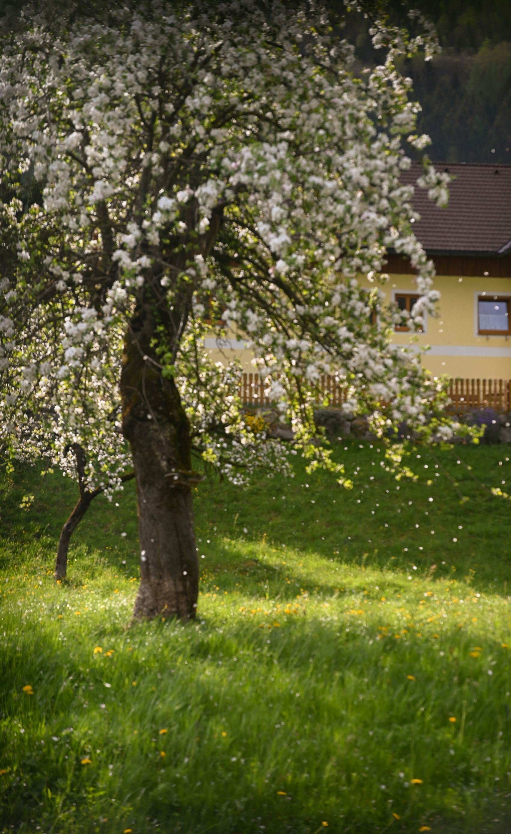 A tree with white flowers is in a grassy field in front of a house.