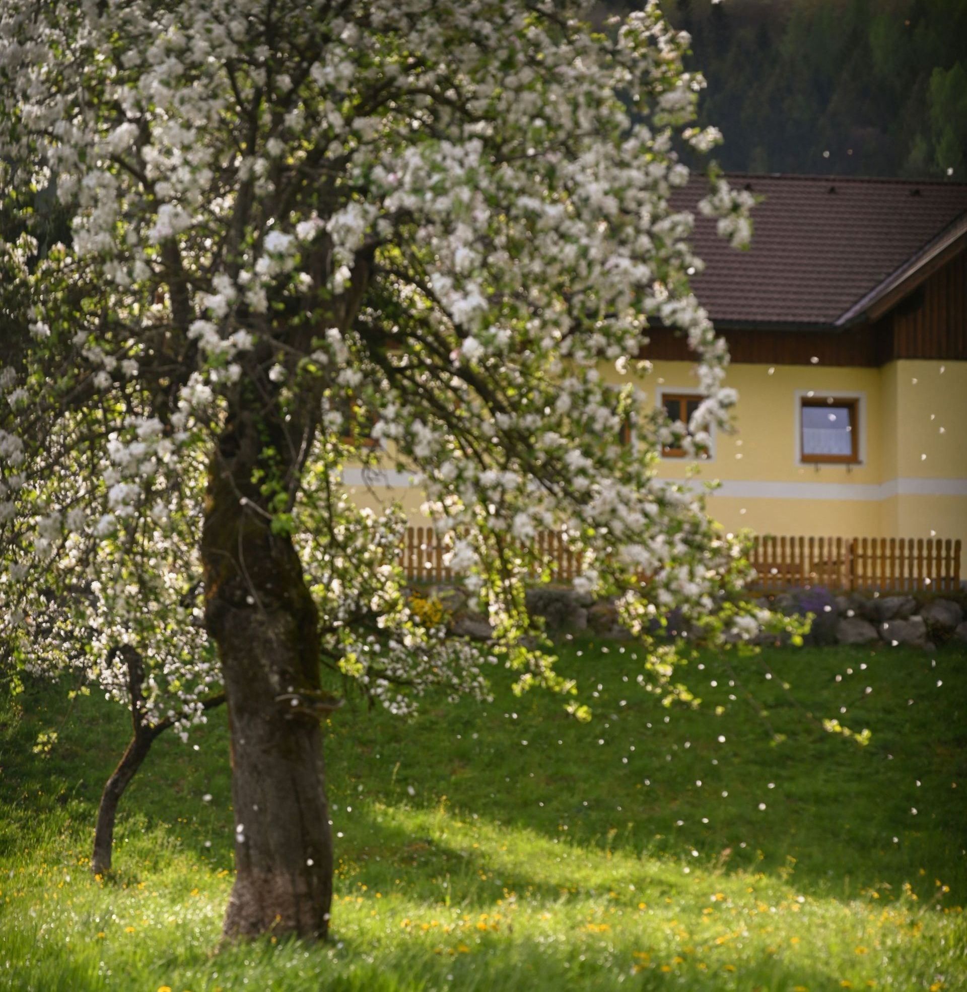 A tree with white flowers is in the grass in front of a house.