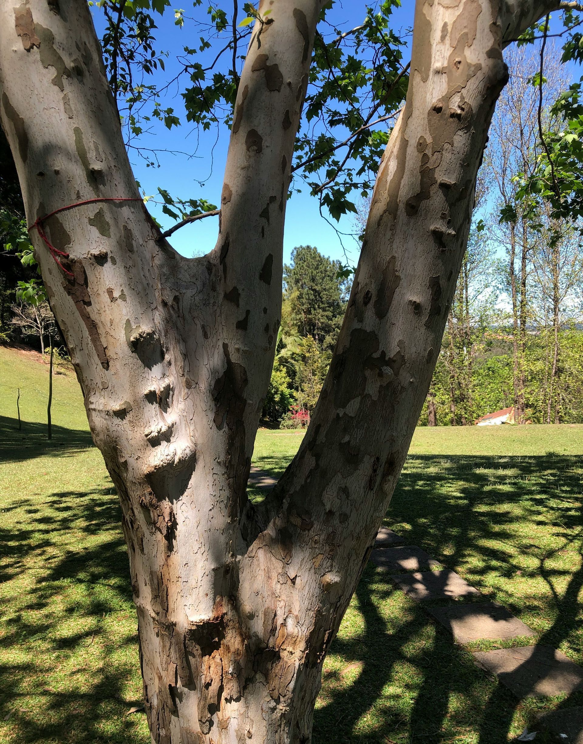 A close up of a tree trunk in a park