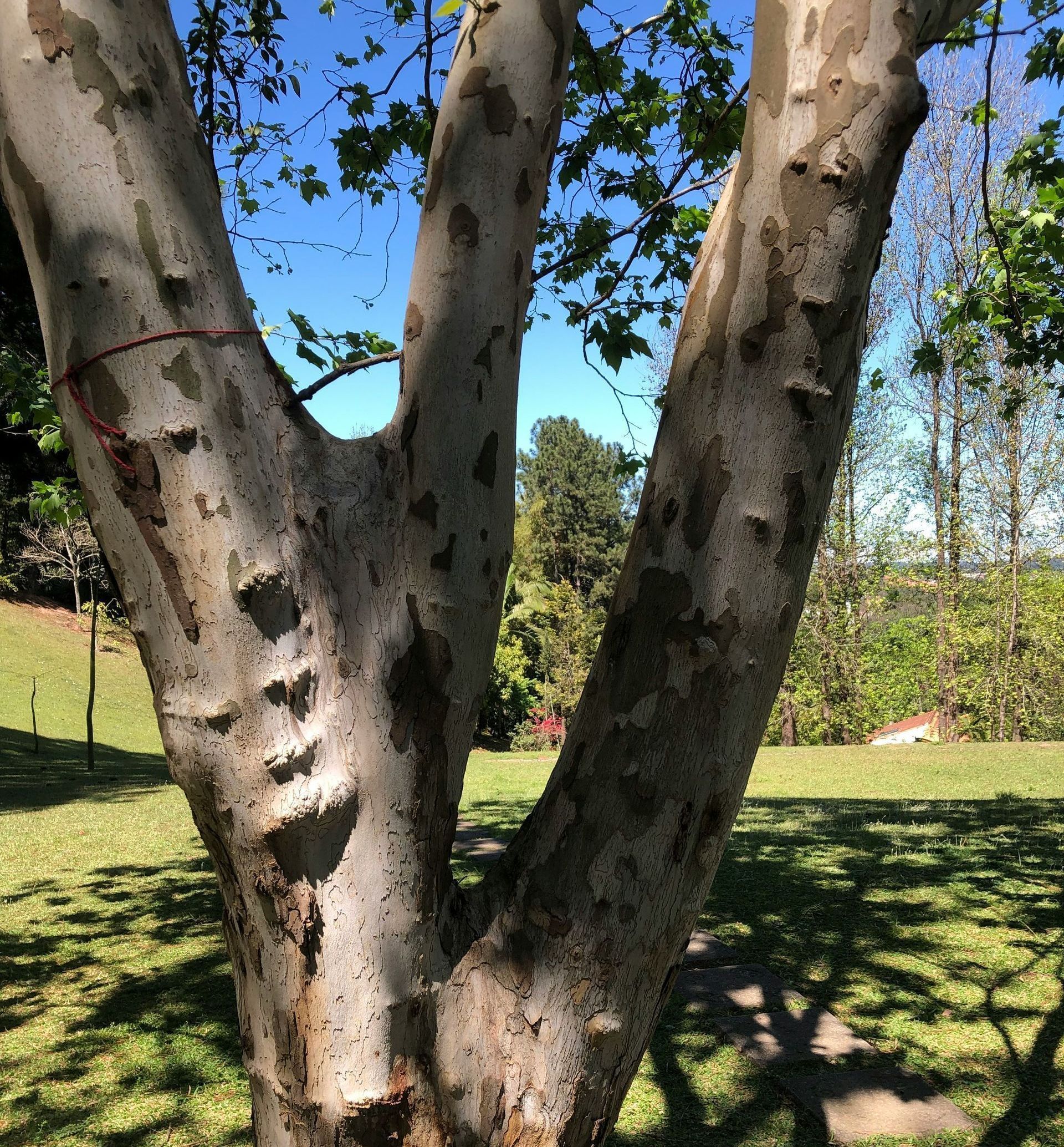 A tree in a park with a blue sky in the background
