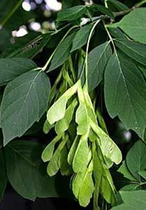 A bunch of green seeds hanging from a tree branch.