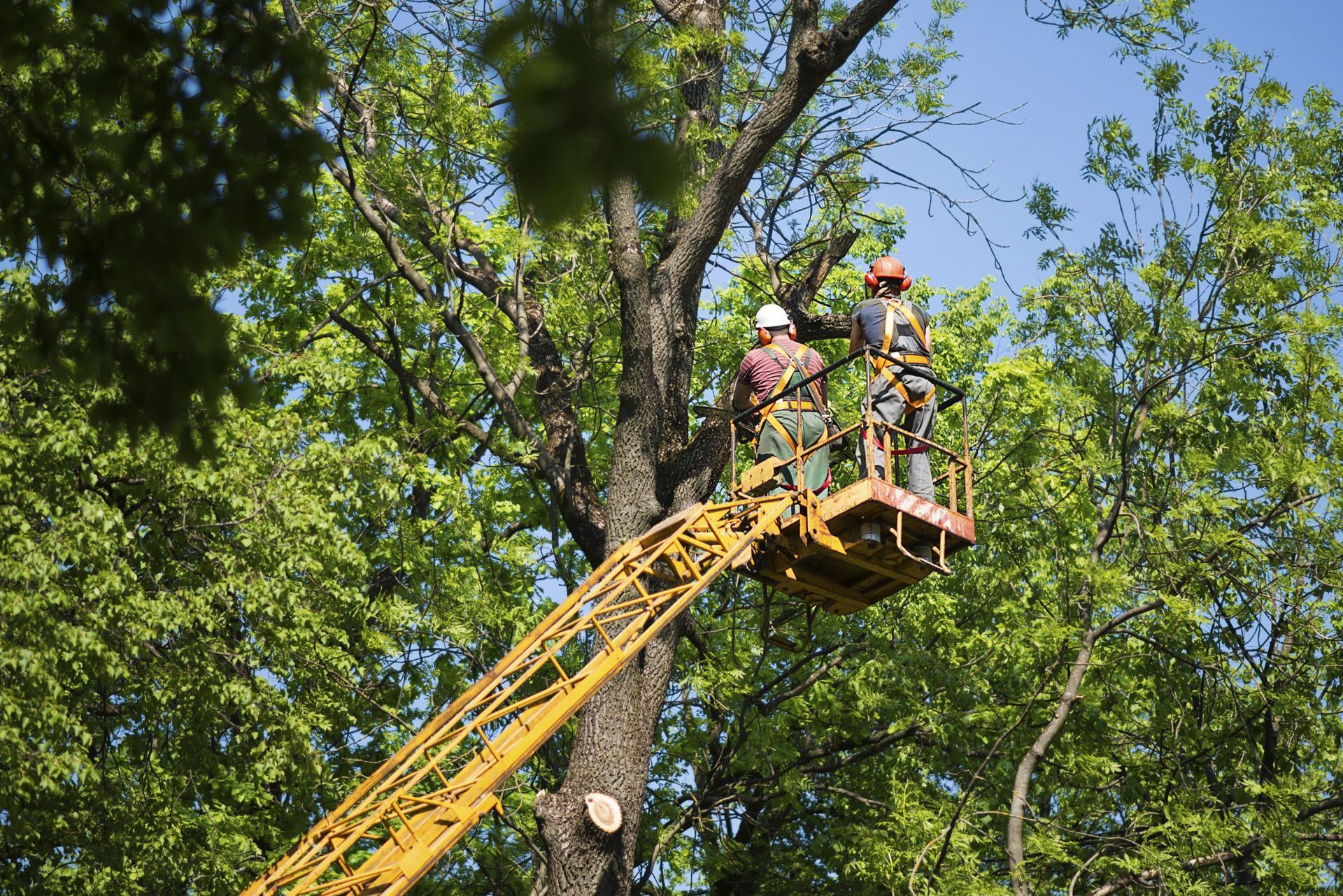 Two men are cutting a tree with a crane.