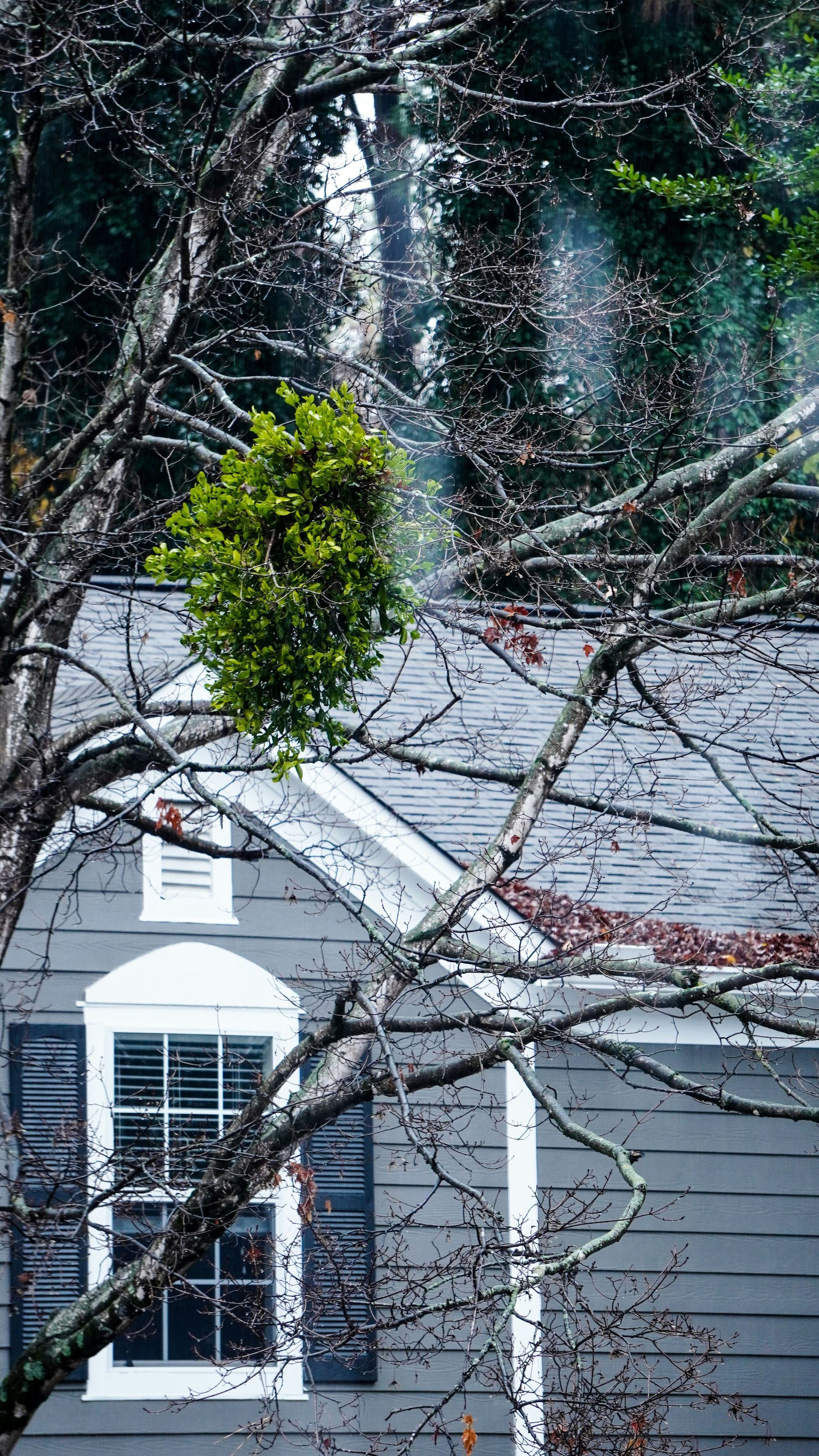 Mistletoe is hanging from a tree in front of a house.