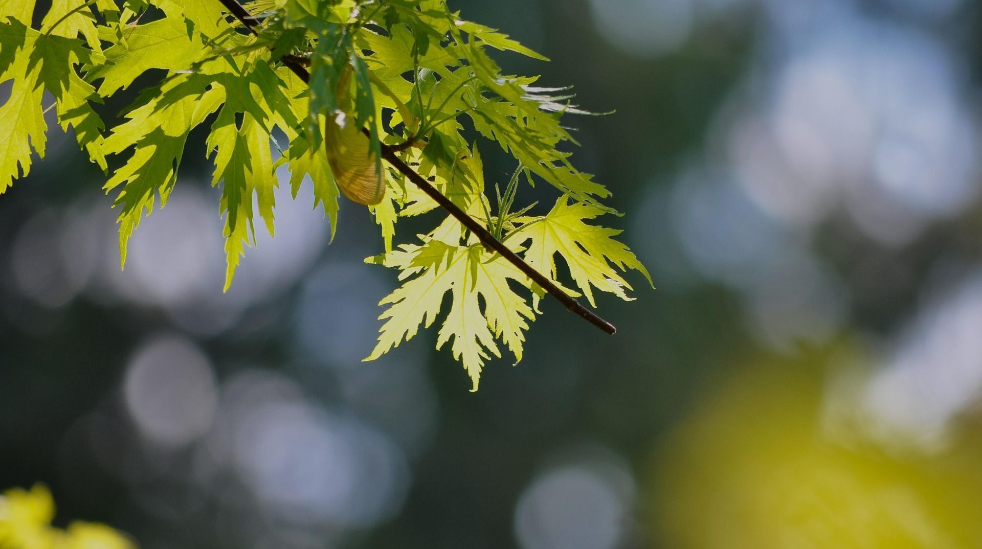 A close up of a tree branch with yellow leaves