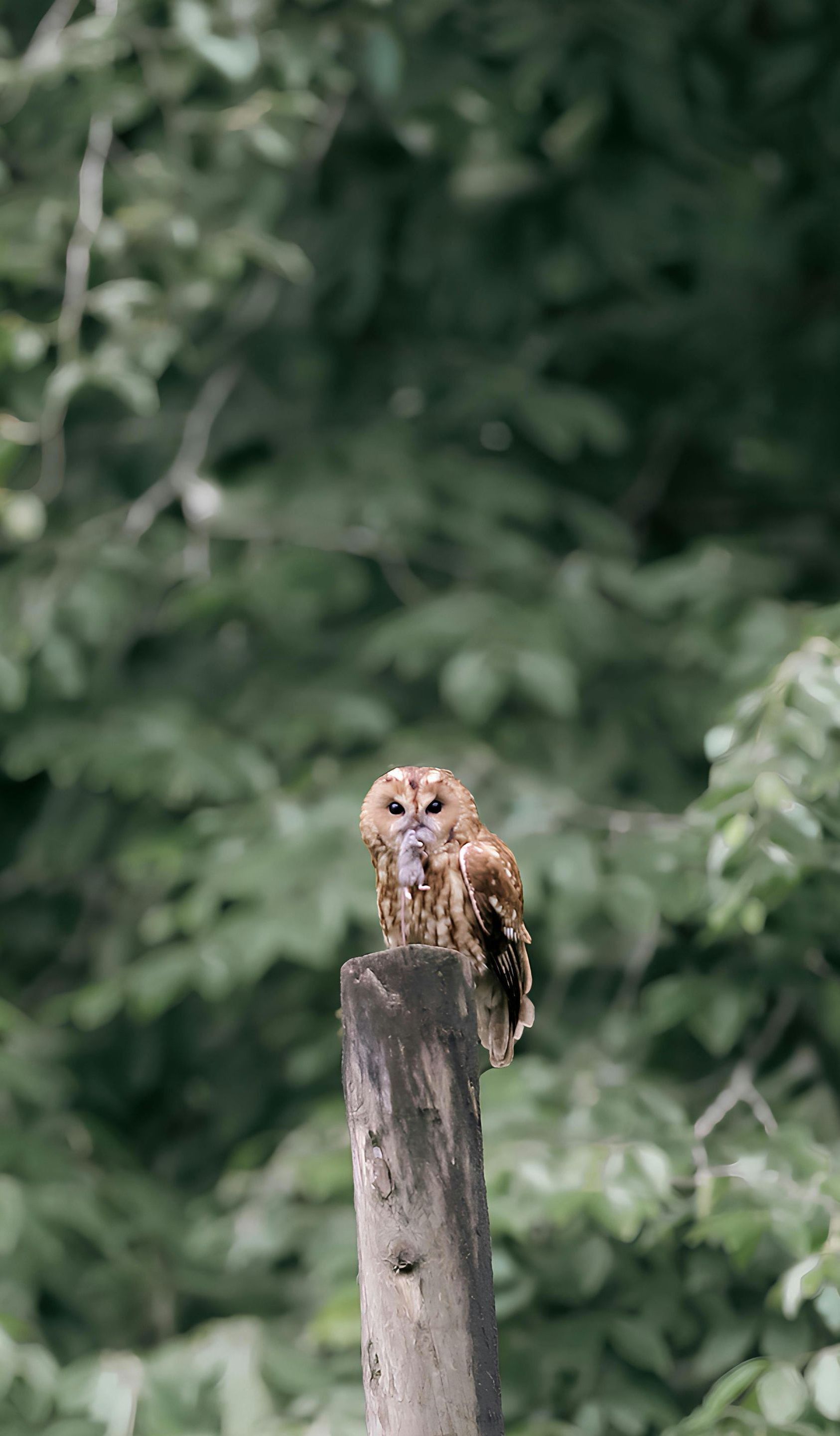 Brown owl perched on a weathered wooden post, looking directly at the viewer, with lush green foliage in the background.