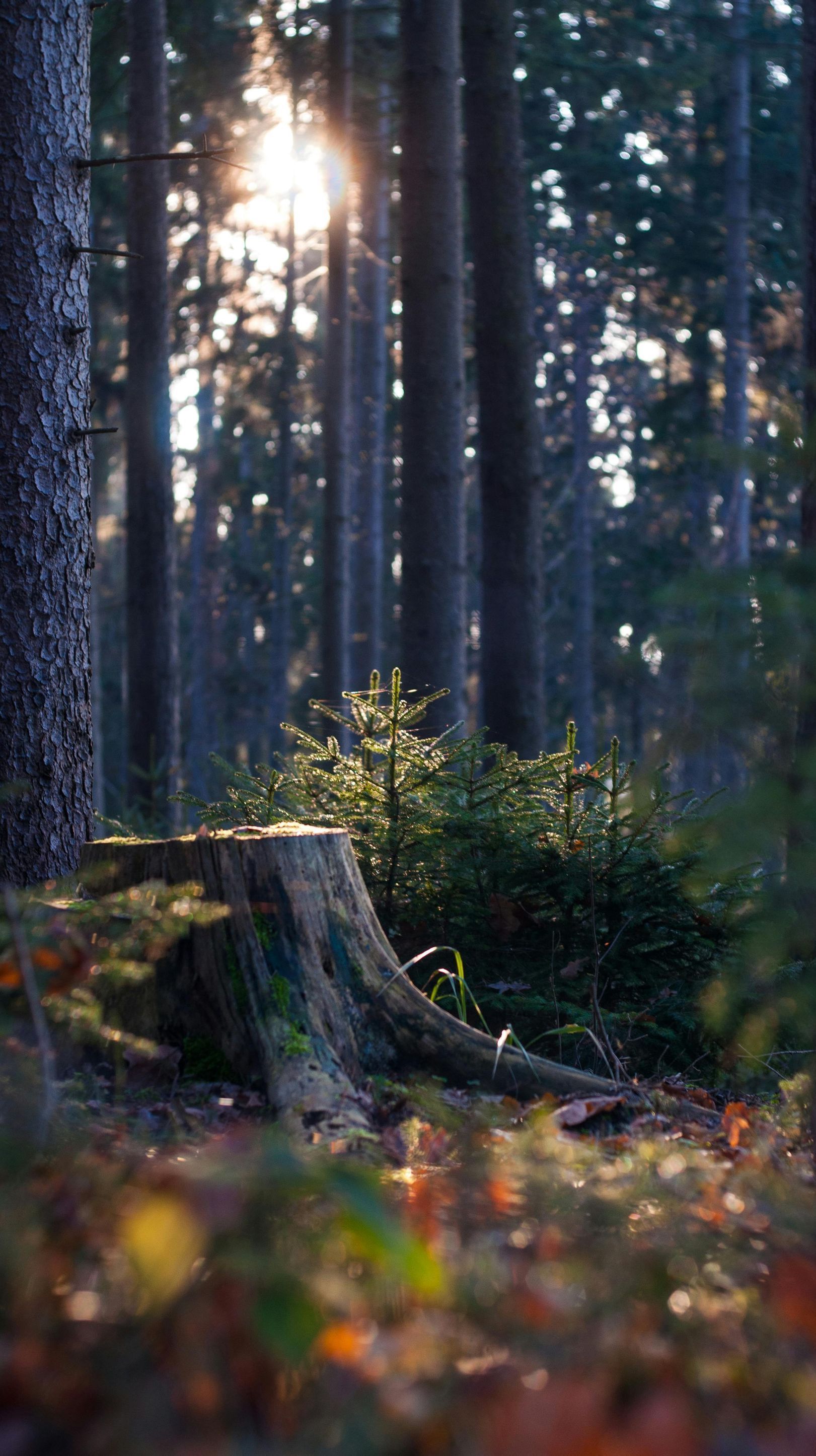 Forest scene with sunlight filtering through tall trees, illuminating a tree stump and new growth.