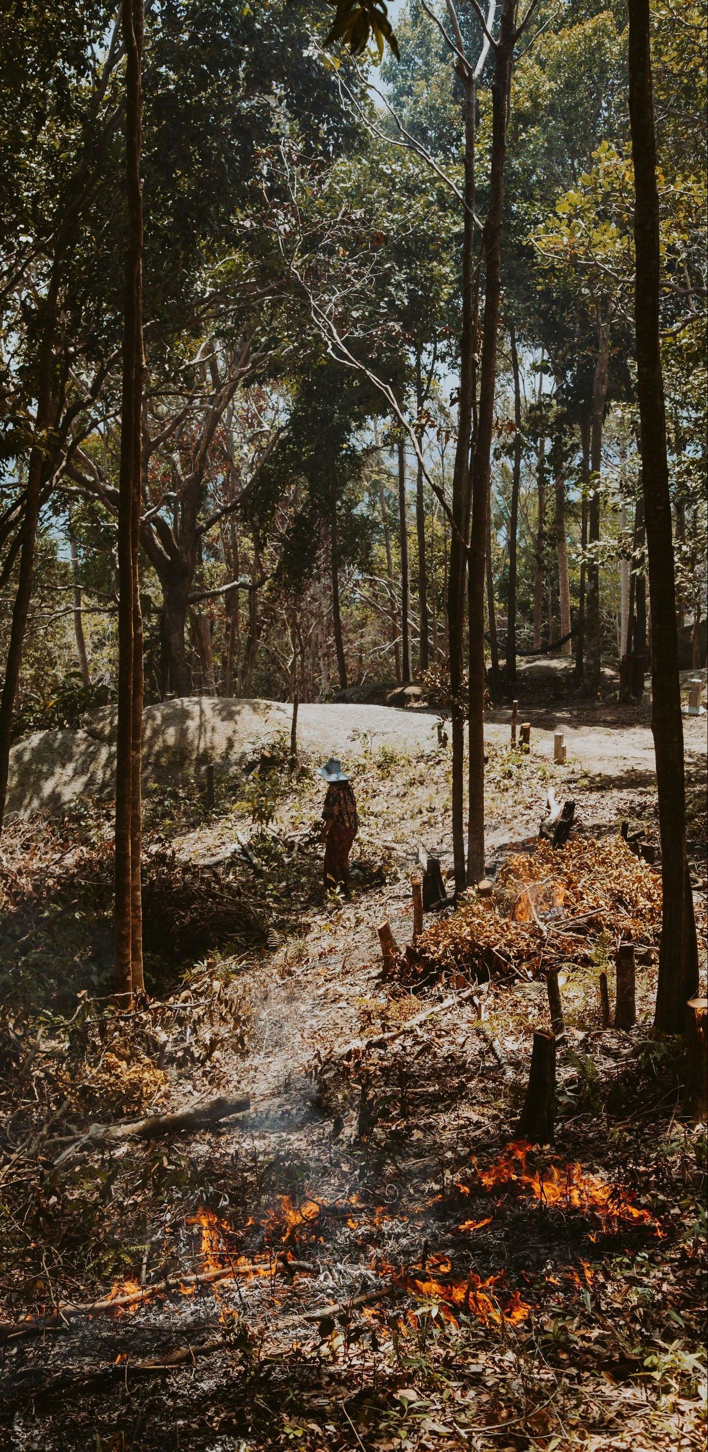 forest fire
