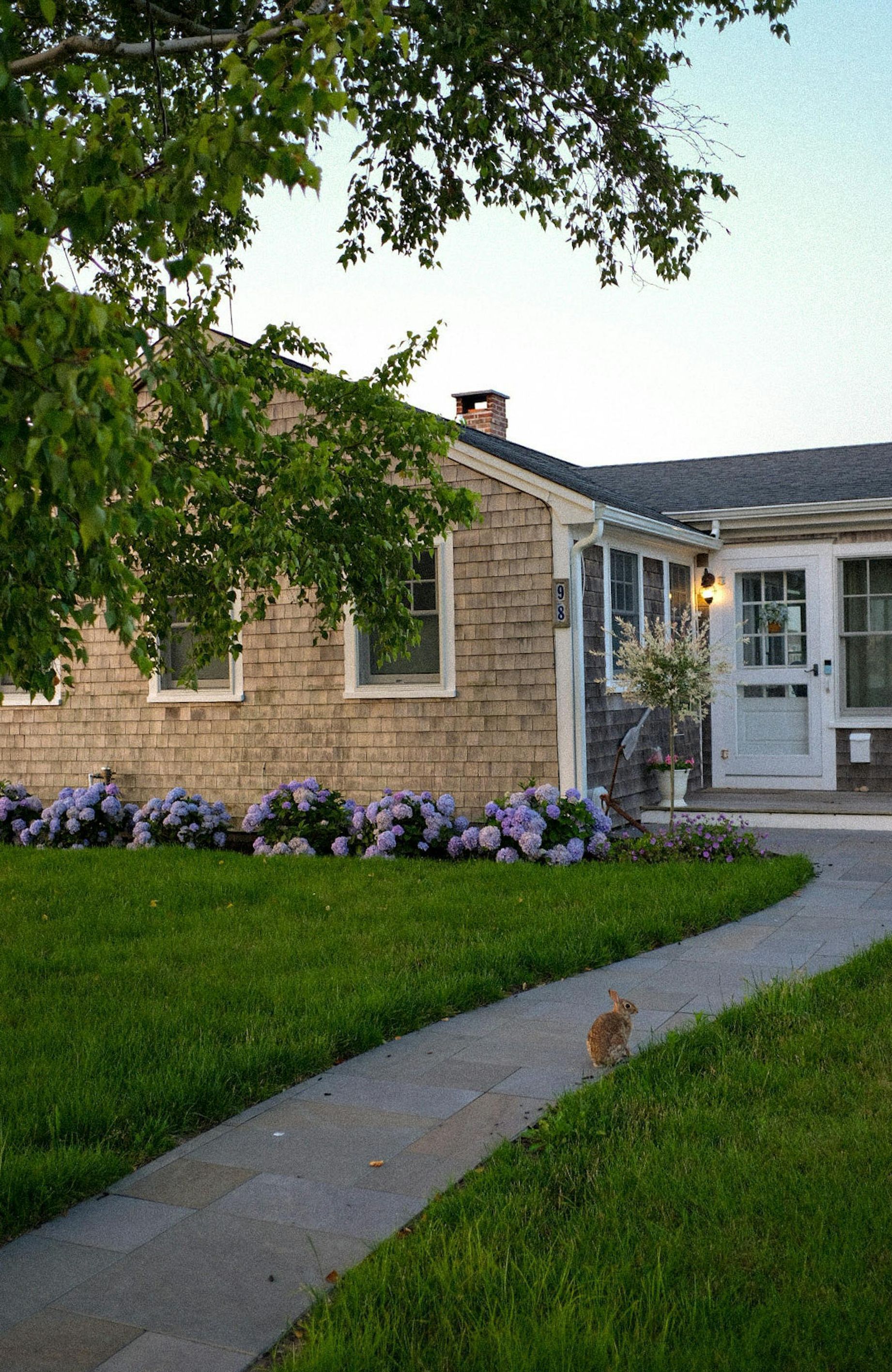 A dog is walking down a sidewalk in front of a house.