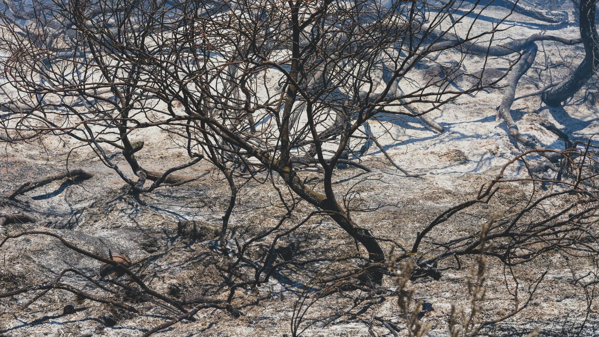 A tree with a lot of branches is standing in the middle of a field.