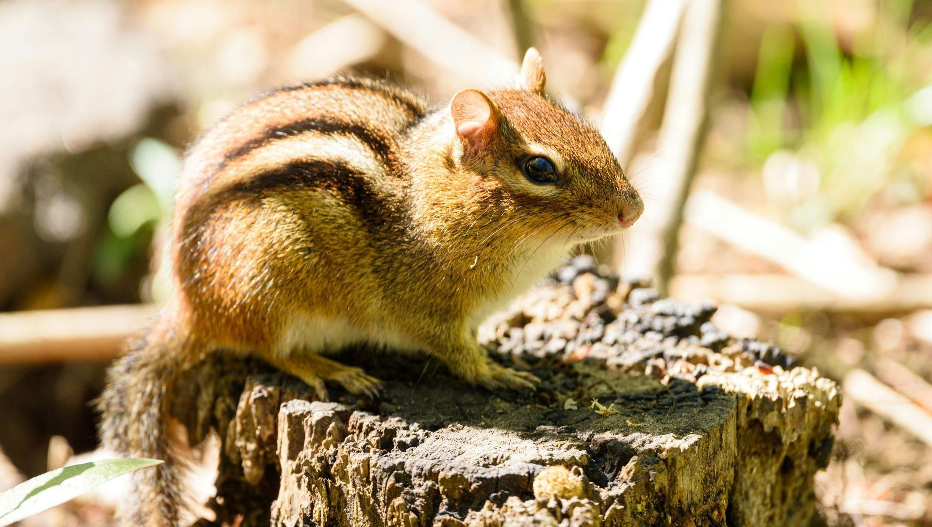 Chipmunk perched on a weathered tree stump, showing stripes on its back and attentive expression.