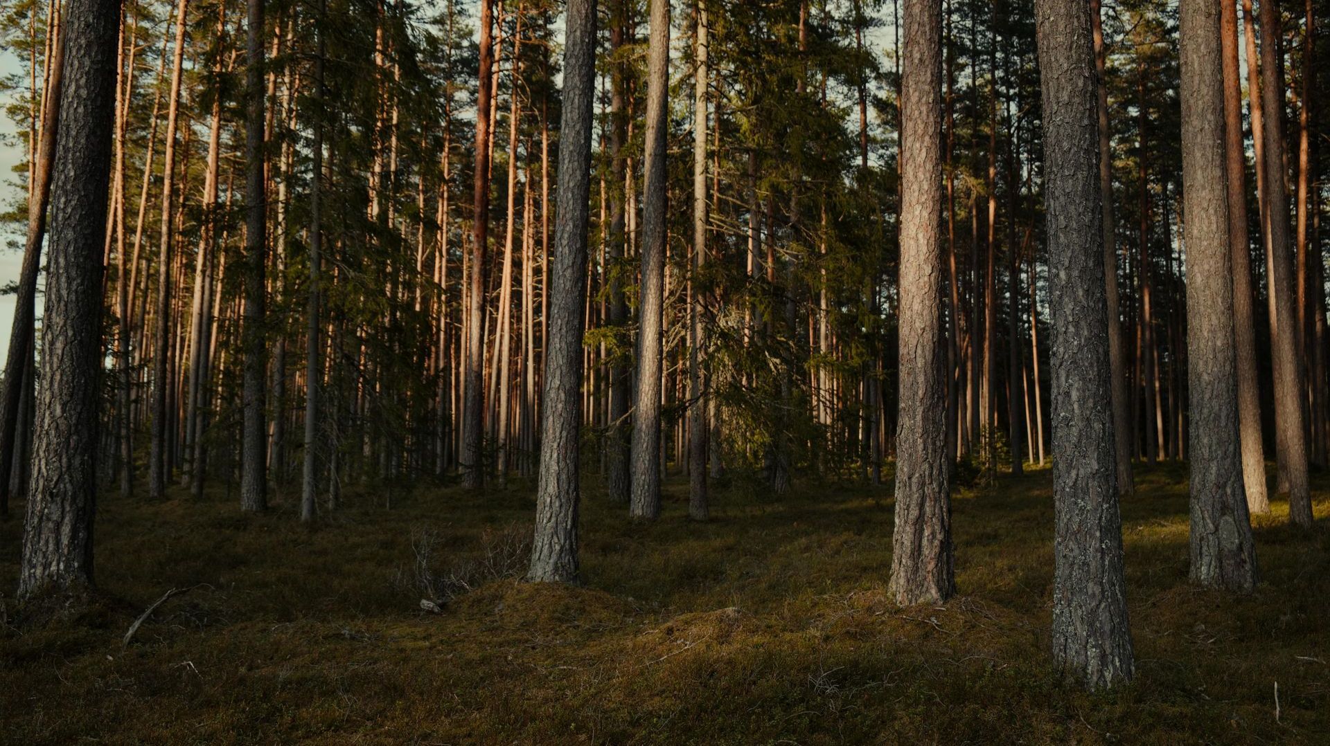 The sun is shining through the trees in the forest.