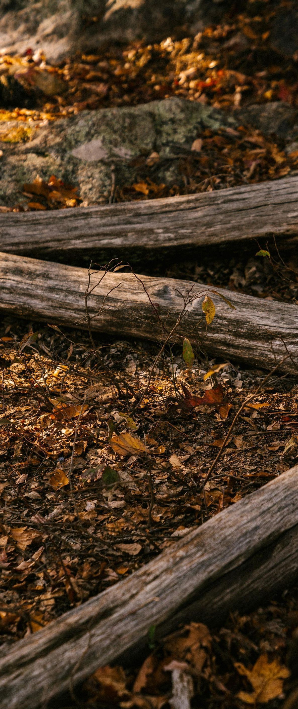 A pile of logs and leaves on the ground in the woods.