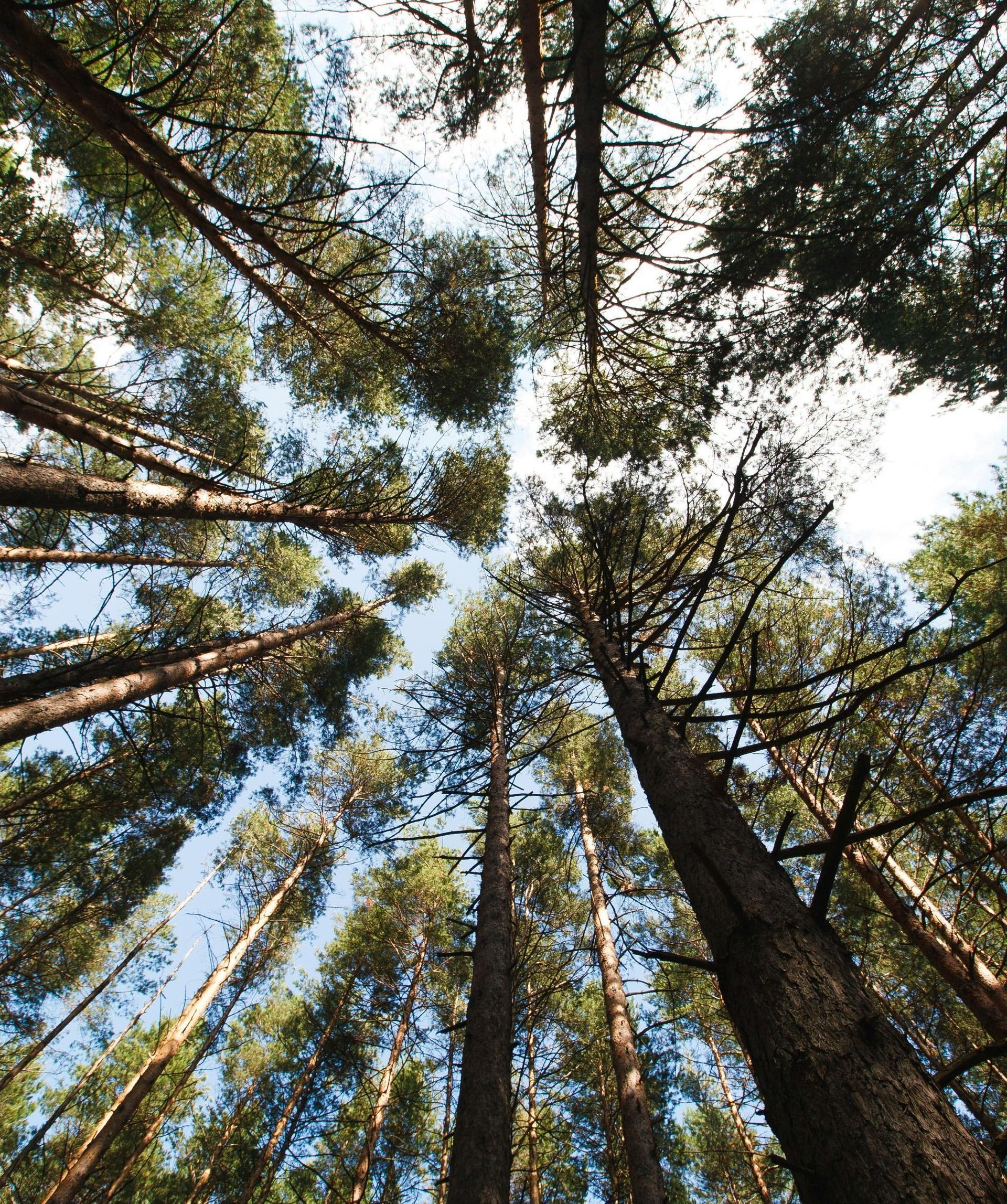 Looking up at the trees in a forest with a blue sky in the background