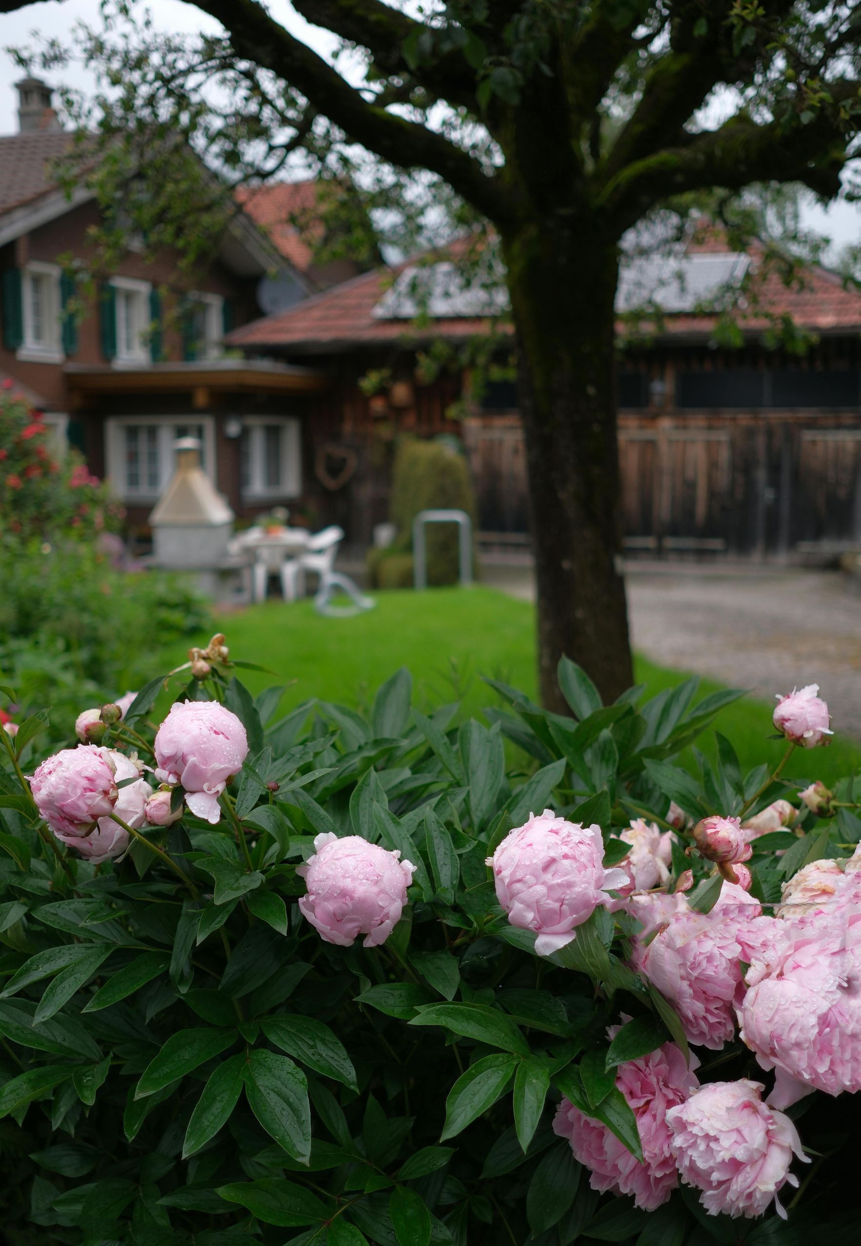 A bush with pink flowers in front of a house.