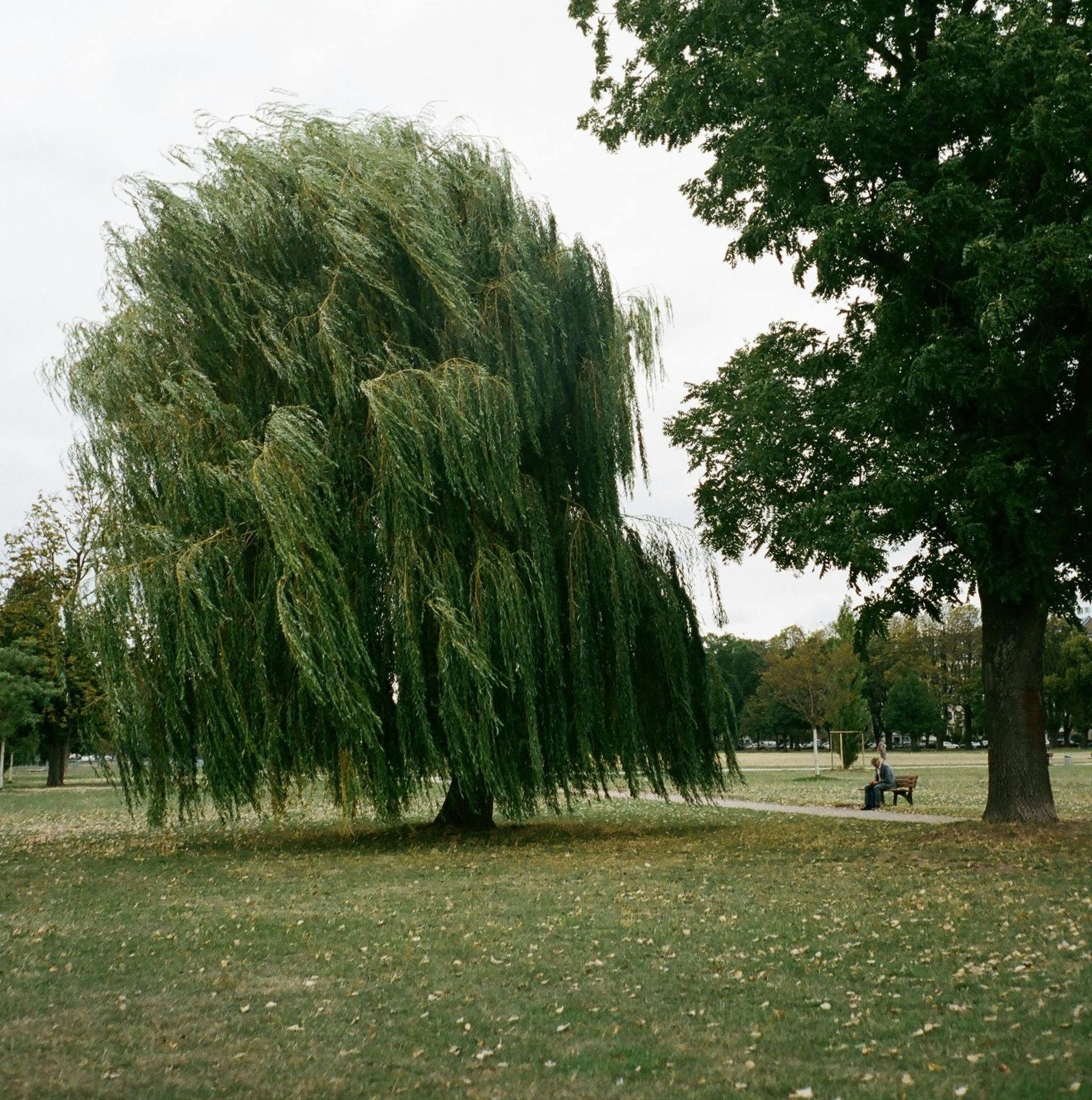 A weeping willow tree in the middle of a park