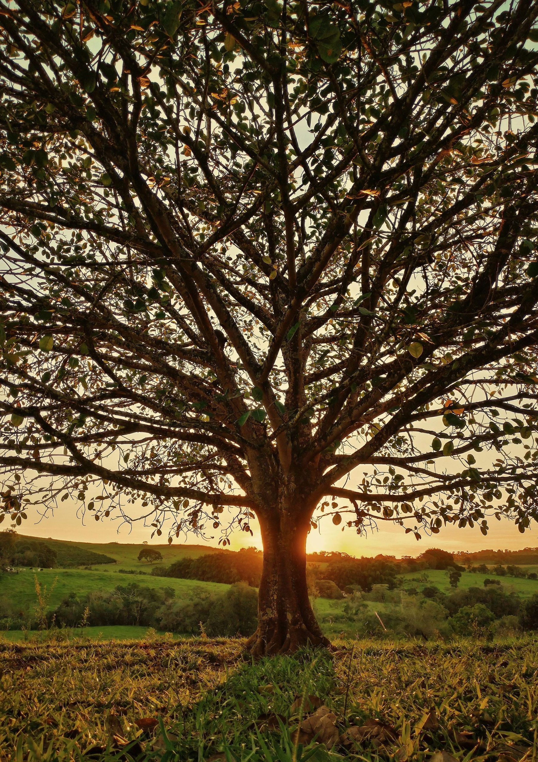 The sun is setting behind a bradford pear tree in a field