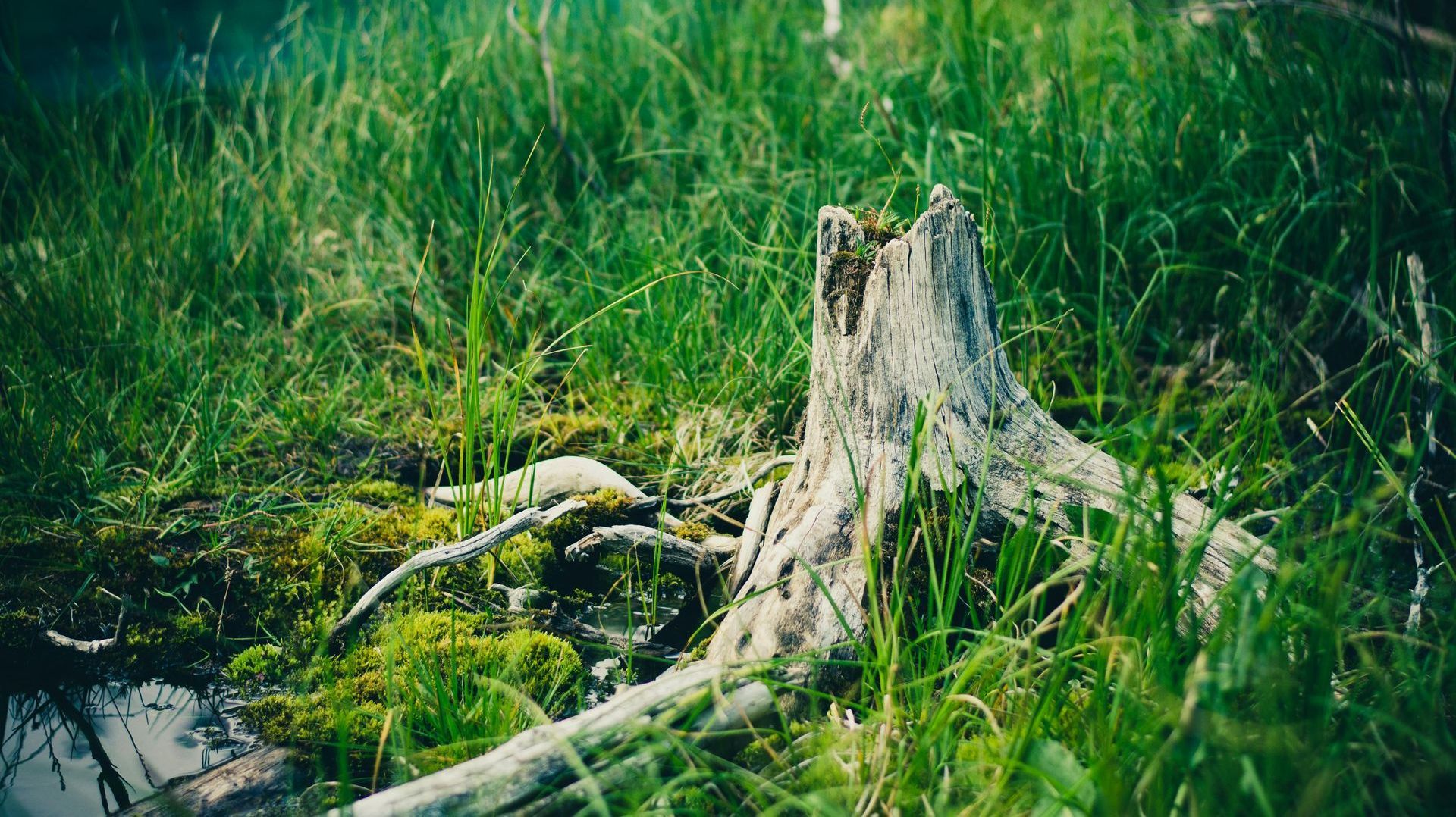 Tree stump in a grassy, mossy marsh; green vegetation surrounds the weathered wood, roots visible.