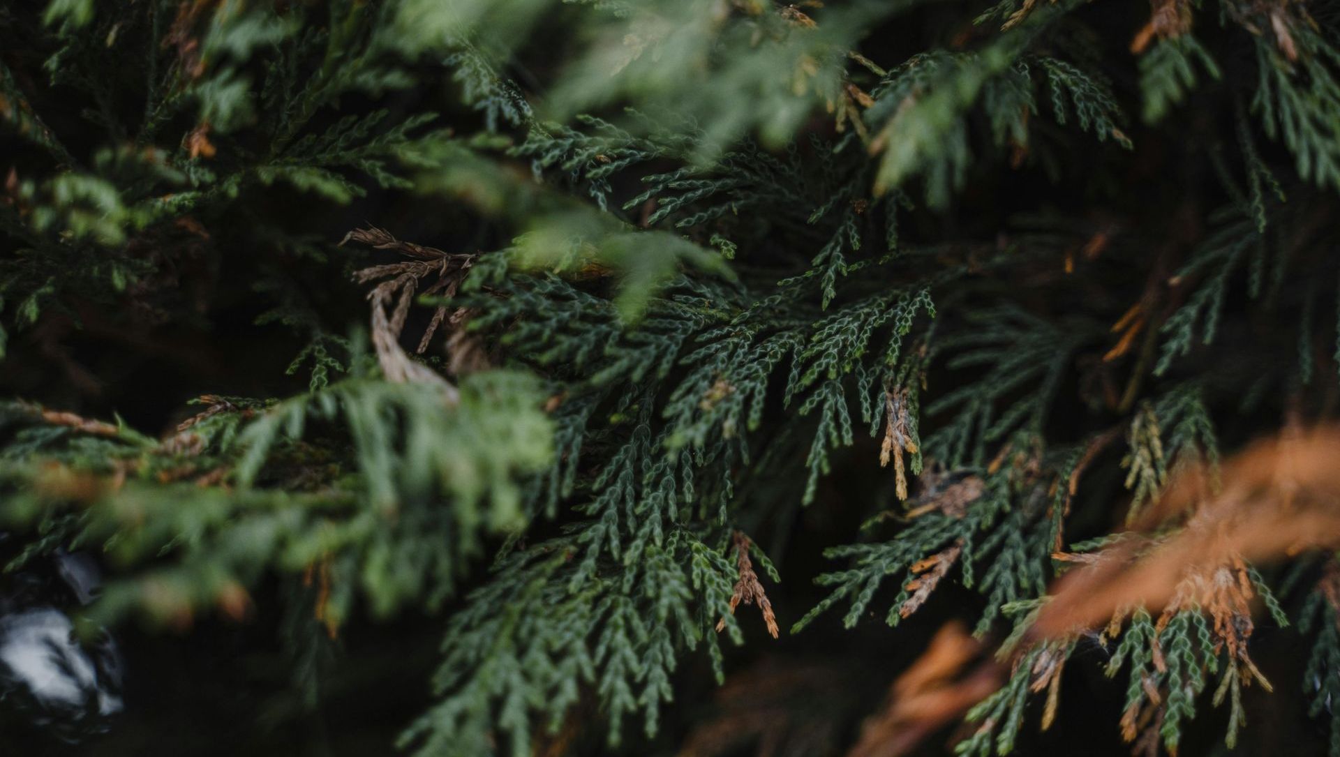 A close up of a pine tree branch with green leaves.