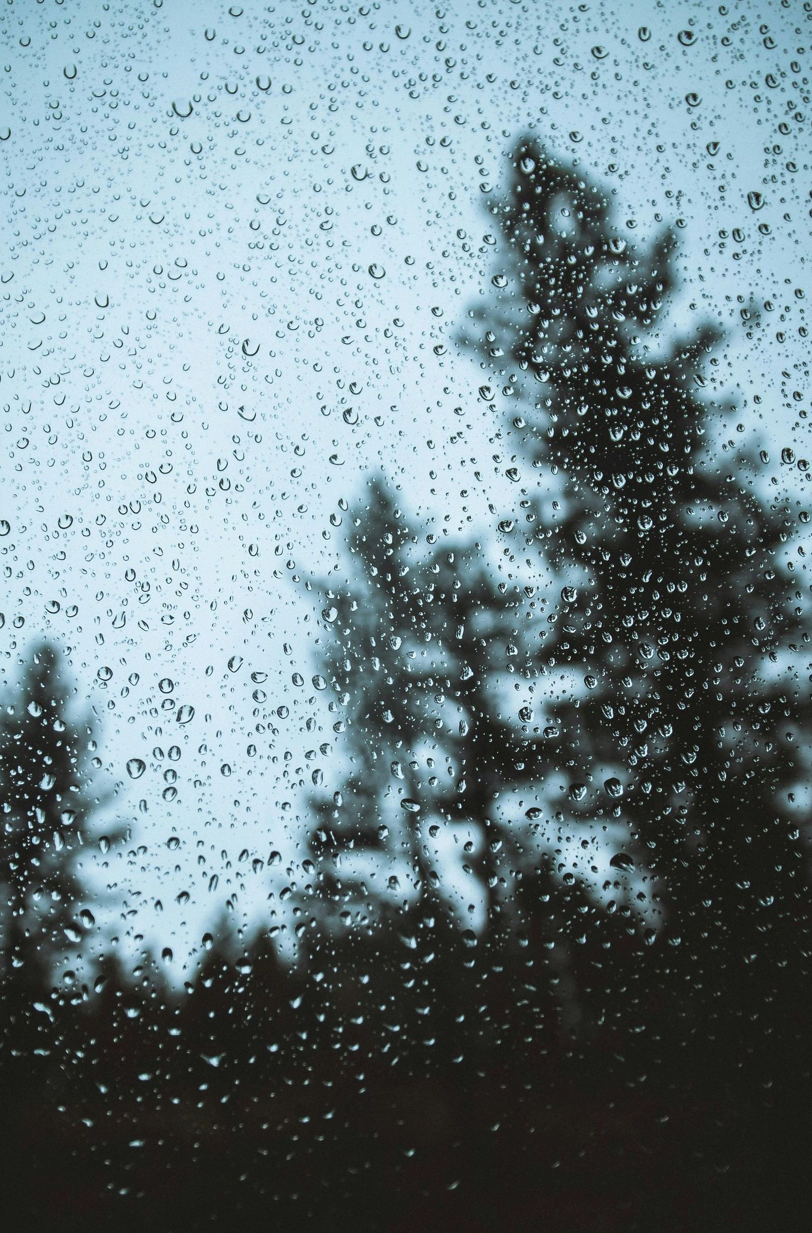 A tree is visible through a window with rain drops on it.