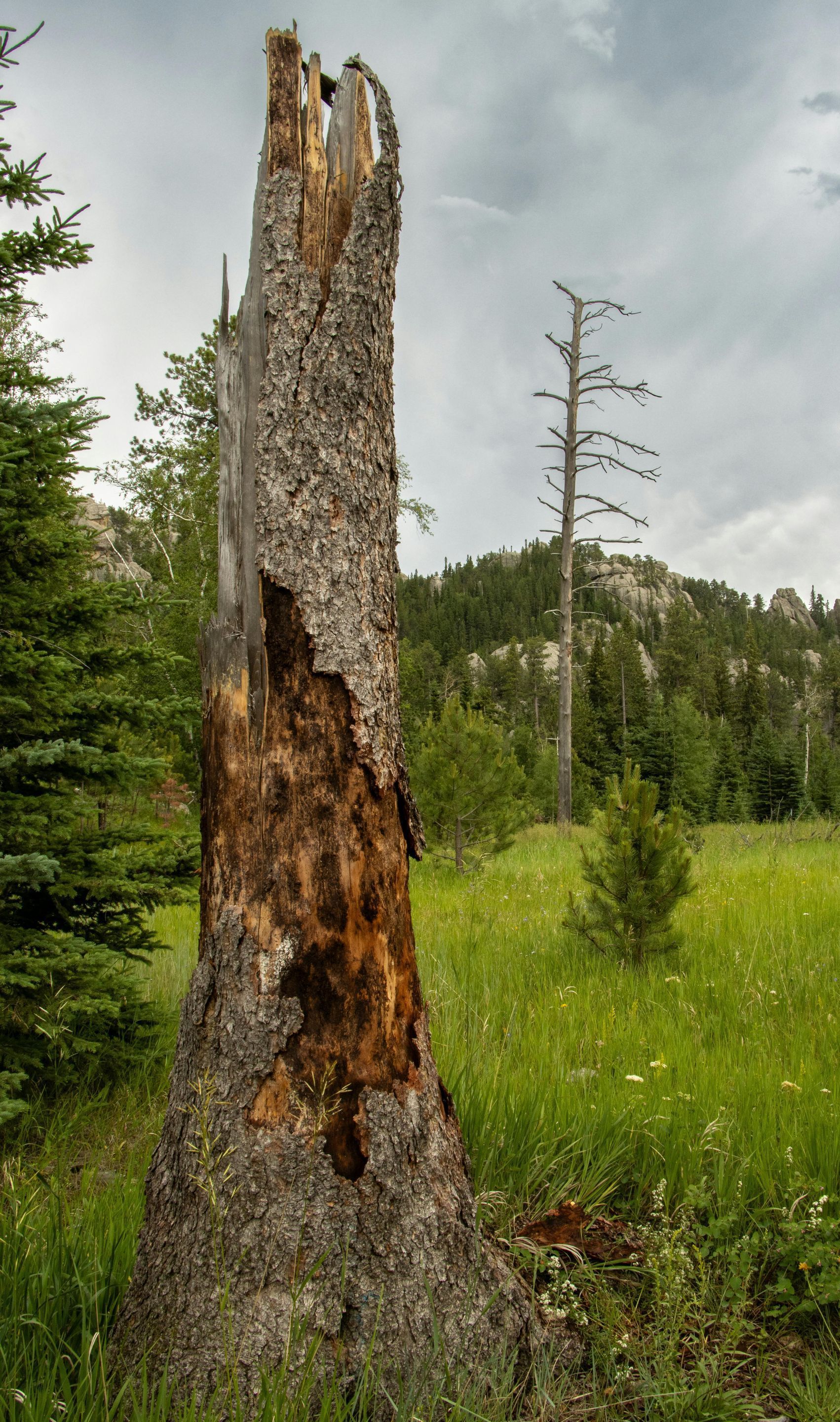 A decaying tree trunk stands in a grassy meadow, with a dead tree in the background under a cloudy sky.