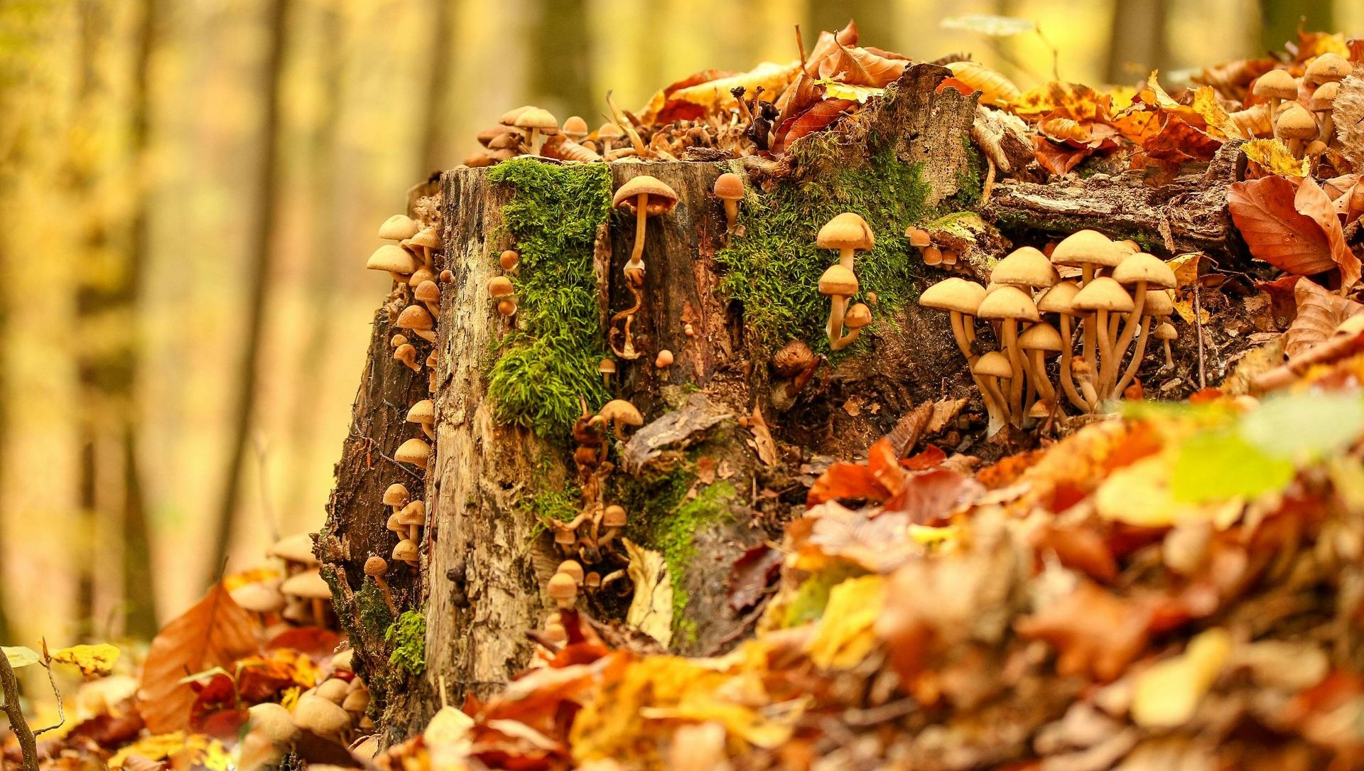 A tree stump covered in small brown mushrooms, green moss, and fallen autumn leaves in a forest.