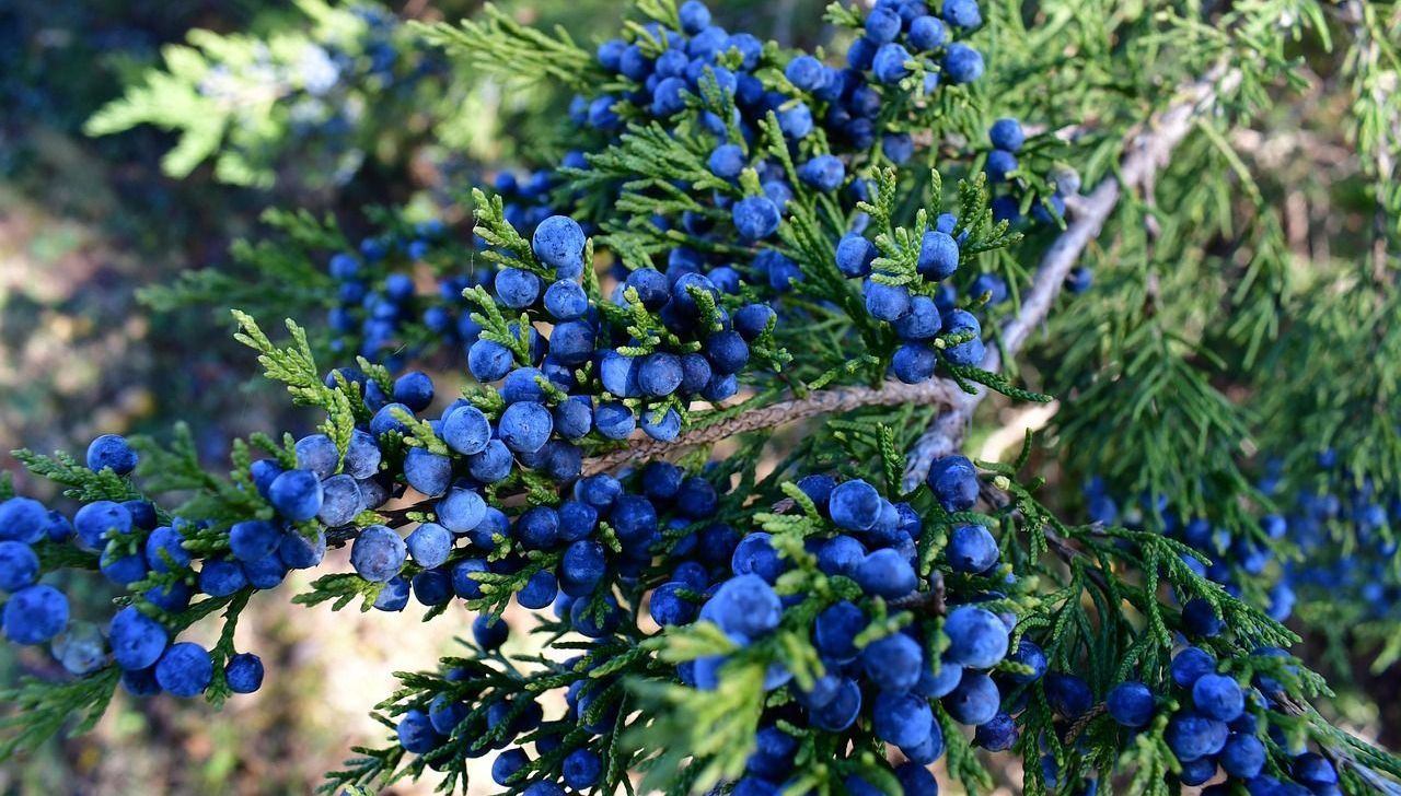 A close up of a red cedar tree