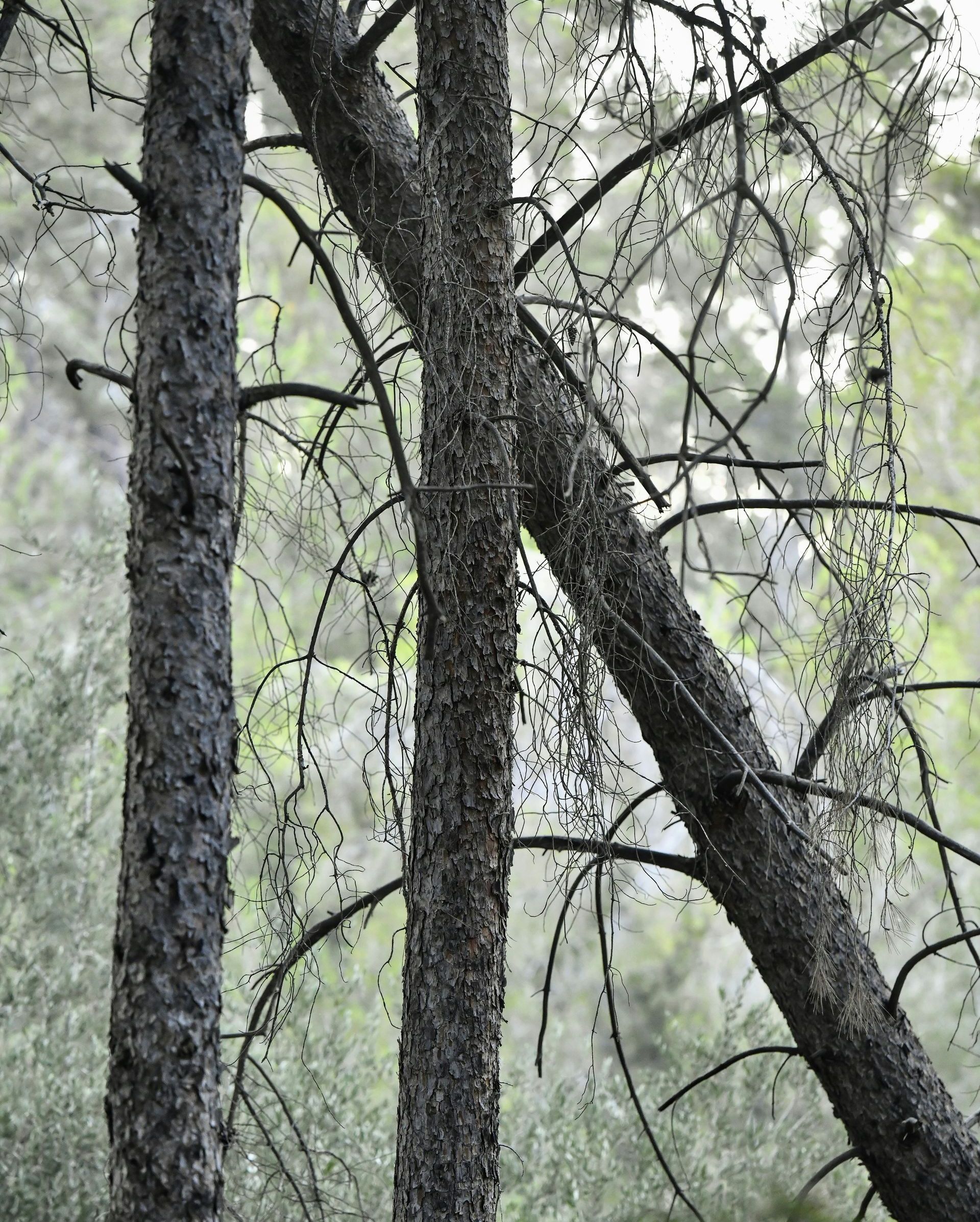 A close up of a tree with a lot of branches