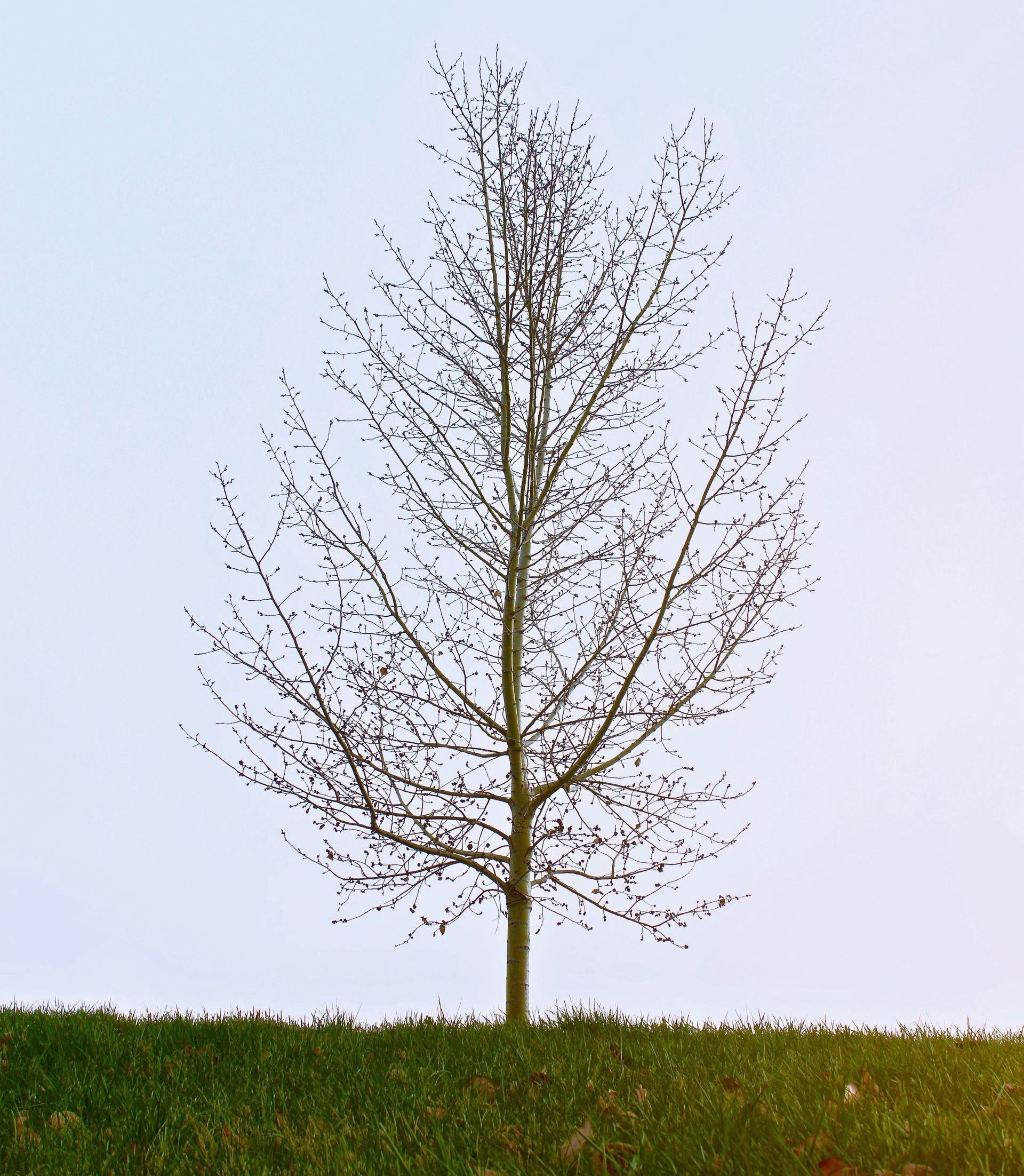 A tree without leaves is in the middle of a grassy field