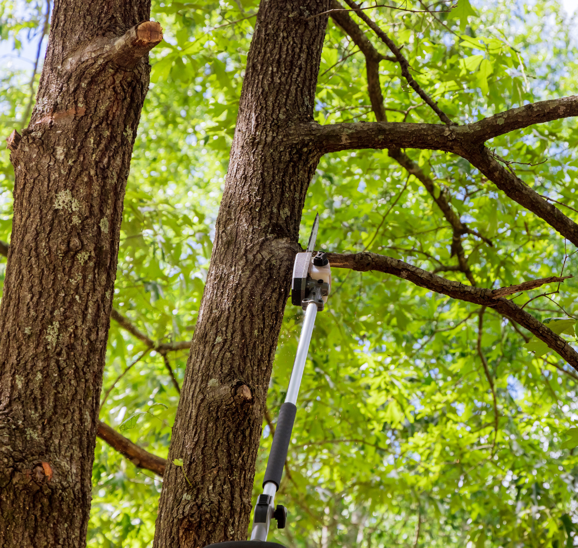 A person is cutting a tree with a pole saw.