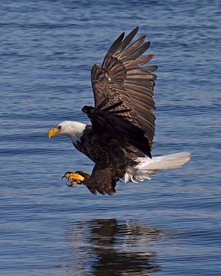 Bald eagle in flight over water, wings outstretched, talons extended.