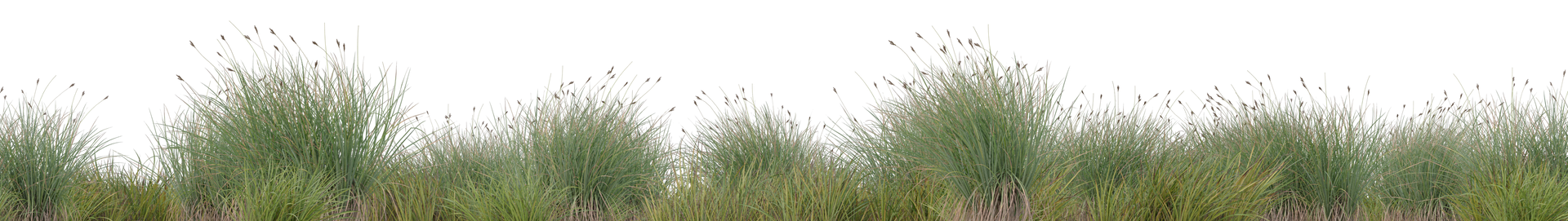 Tall green grass against a white sky.